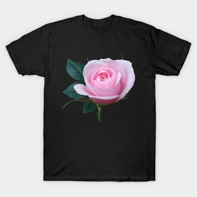 unique pink rose, roses T-Shirt by rh_naturestyles